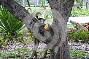 Squirrel eating mango in public park