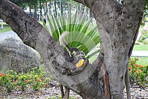 Squirrel eating mango in public park