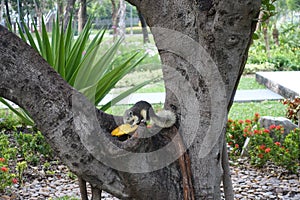 Squirrel eating mango in public park
