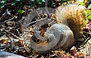 A squirrel eating a morsel.