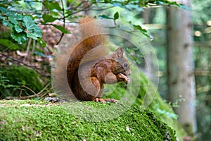 Squirrel eating a nut