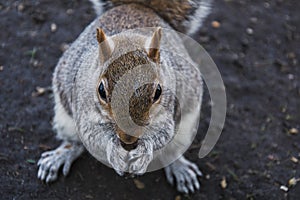 Squirrel eating nut