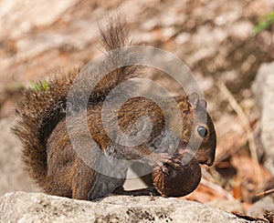 Squirrel eating nut.