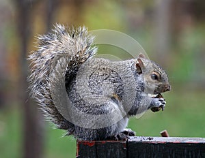 Squirrel eating a nut