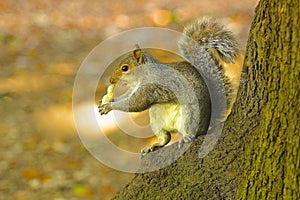 Squirrel eating nut