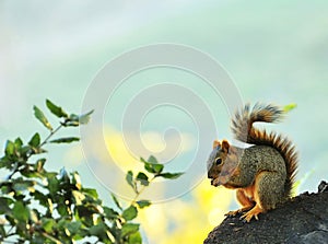 Squirrel eating nut