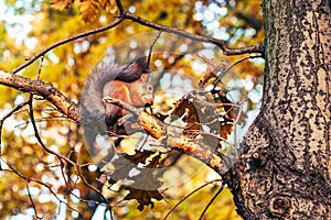 Squirrel eating nut in autumn forest.
