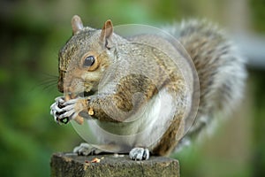 Squirrel eating nut