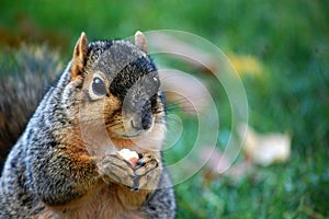 Squirrel eating nut Close up left