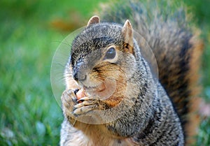 Squirrel eating nut Close up right