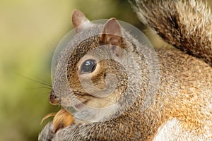 Squirrel eating nut close up zoom