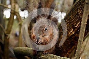 Squirrel eating nut or cone on a tree branch