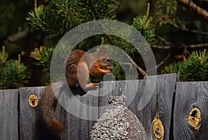 Squirrel eating nut on the fence and pine tree