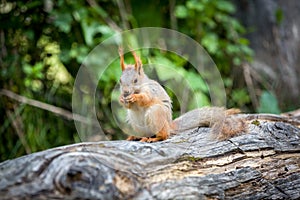 Squirrel eating nut in green forest