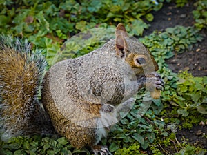 Squirrel eating a nut on green leaves