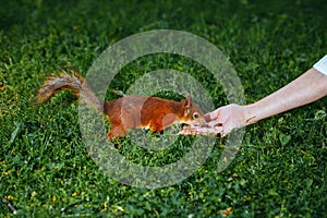 Squirrel eating a nut from a hand