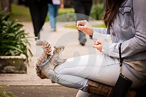 Squirrel eating nut on the leg of a woman