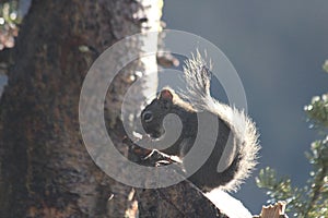 Squirrel Eating a Nut Morning Sun photo