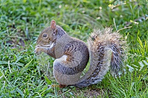 squirrel eating nut in the park