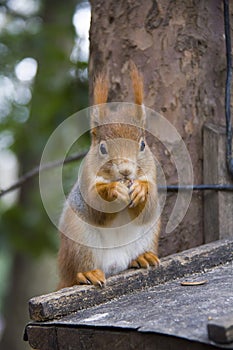 Squirrel is eating a nut