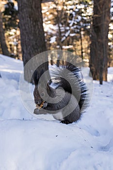 Squirrel eating a nut on the snow