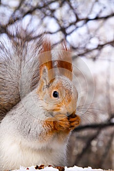 Squirrel eating nut on the tree
