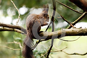 Squirrel eating nut on a tree branch