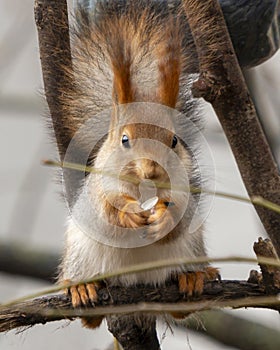 A squirrel is eating a nut from a tree branch