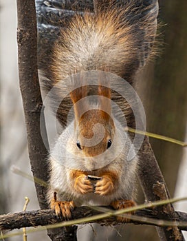A squirrel is eating a nut from a tree branch