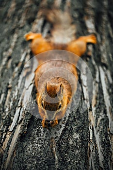 Squirrel eating a nut on a tree, textured tree bark background