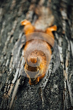 Squirrel eating a nut on a tree, textured tree bark background