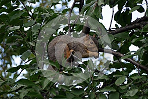 Squirrel Eating a Nut In a Treetop