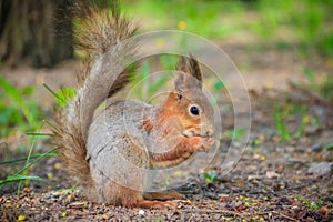 Squirrel eating a nutlet. Red squirrel. Squirrel is eating. Rodent. Animals of the park