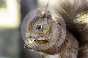 Squirrel eating nuts