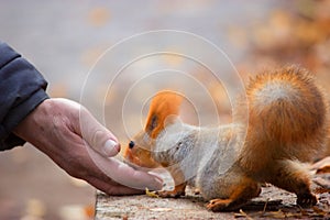 Squirrel eating nuts