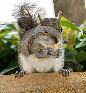 Squirrel eating nuts in Aventura park in Miami, Florida