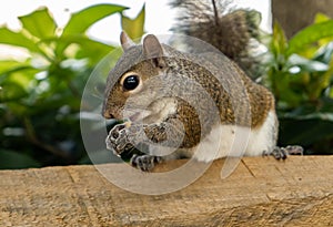 Squirrel eating nuts in Aventura park in Miami, Florida