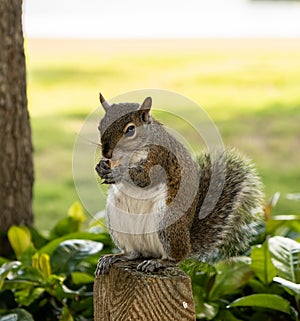 Squirrel eating nuts in Aventura park in Miami, Florida