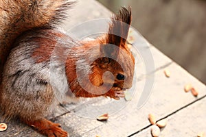 Squirrel eating nuts on the bench