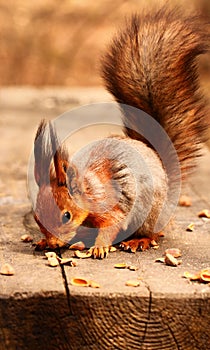 Squirrel eating nuts on the bench