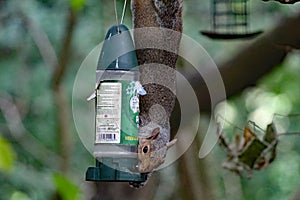 A squirrel eating nuts from a feeder in the forest