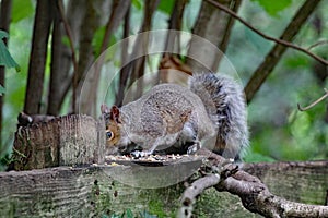 A squirrel eating nuts in the forest. This is a closeup using a macro lens.
