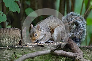 A squirrel eating nuts in the forest. This is a closeup using a macro lens.