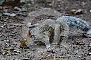 A squirrel eating nuts in the forest. This is a closeup using a macro lens.