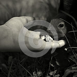 Squirrel eating nuts with hands and smiling