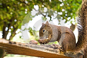 Squirrel eating nuts photo