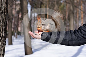 Squirrel eating nuts from man hand