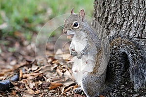 Squirrel eating nuts near a tree