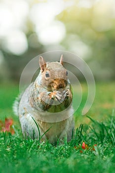 Squirrel eating nuts in parco del Valentino Turin Italy