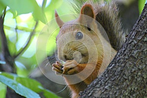 Squirrel eating nuts on a tree